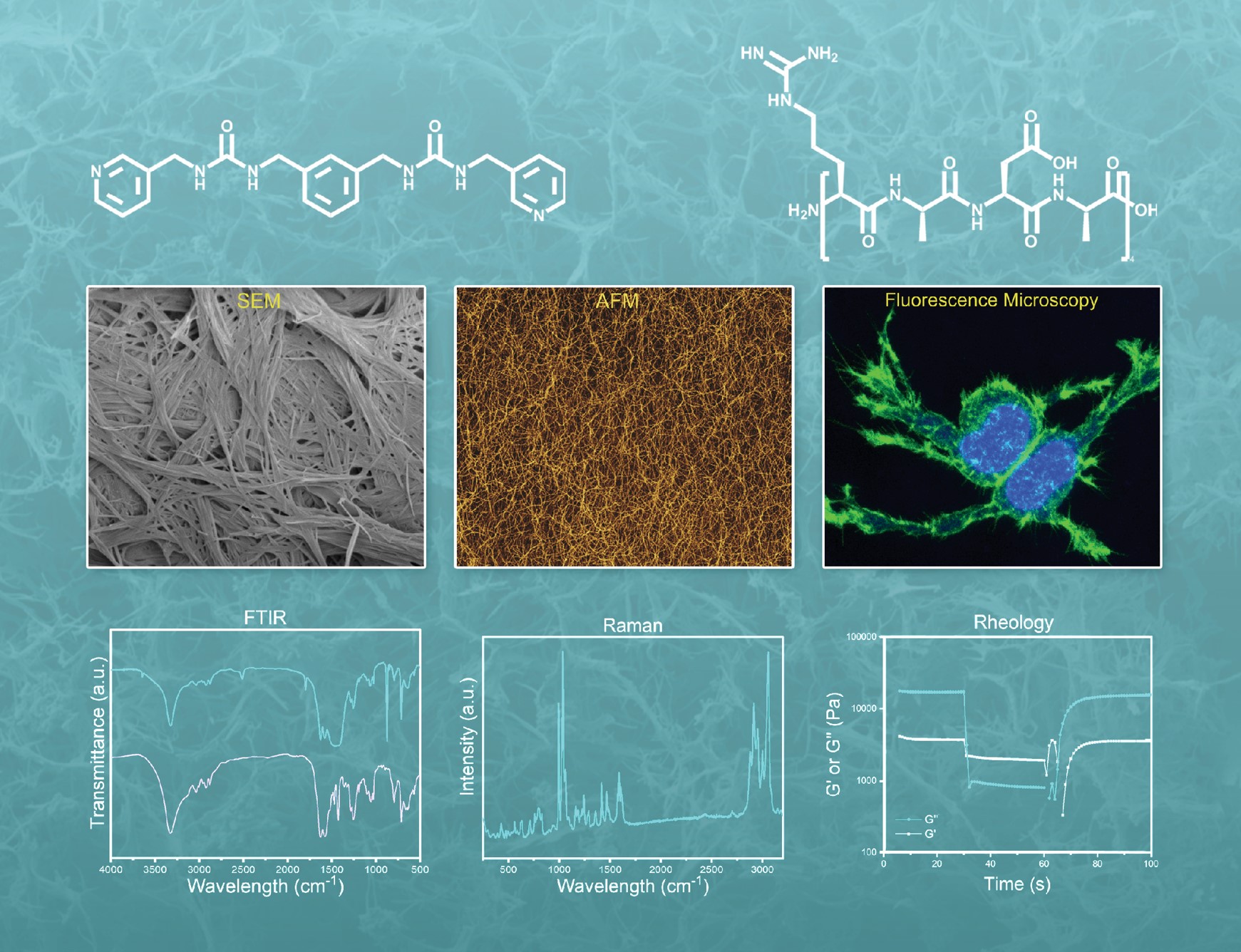 Novel Supramolecular Hydrogels For Biomedical Applications